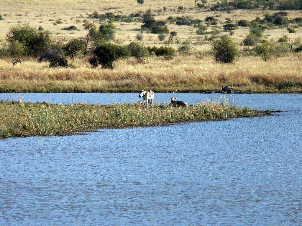 090516_Pilanesberg 242.jpg